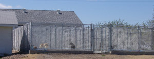 dog runs